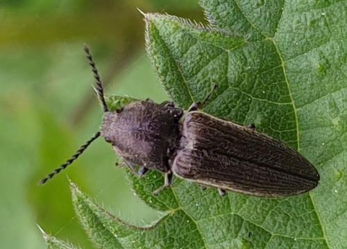 Cidnopus pilosus