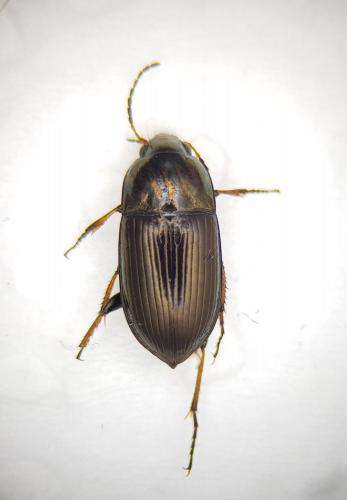 Amara plebeja