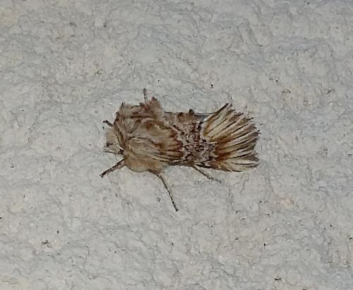 Réf. 253 761 : Amephana anarrhini