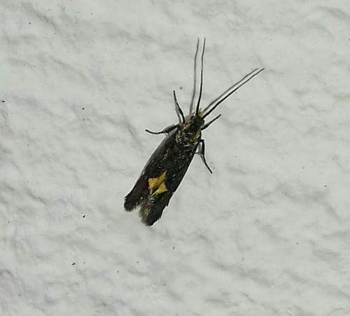 Esperia sulphurella