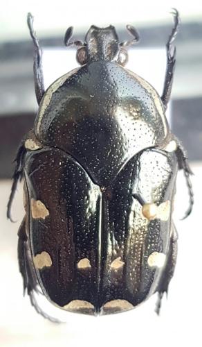 Amithao decemguttatus