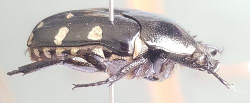 Amithao decemguttatus