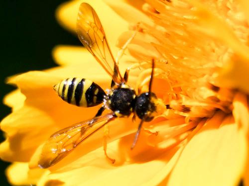 Nomada succincta