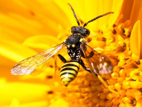 Réf. 253 581 : Nomada succincta