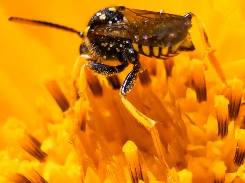 Nomada succincta