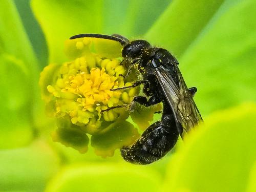 Réf. 253 976 : Pseudotiphia villosa