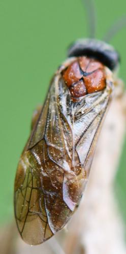 Réf. 253 330 : Periclista sp.