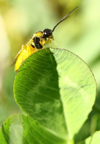 Euura myosotidis