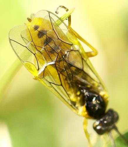Euura myosotidis