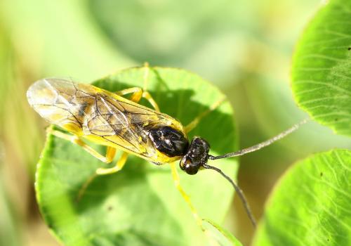 Réf. 253 219 : Euura myosotidis