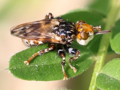 Myopa picta