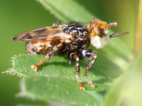 Myopa picta