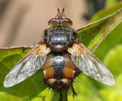 Réf. 253 882 : Tachina fera