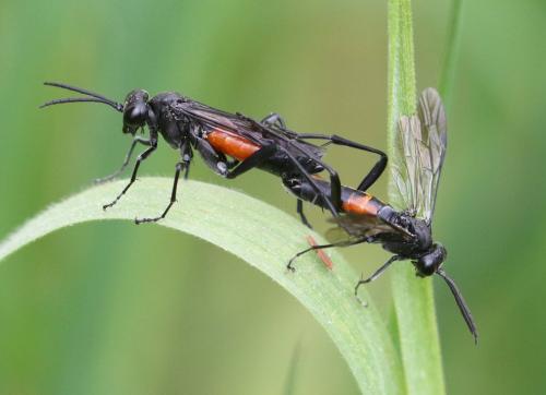 Réf. 253 876 : Macrophya annulata