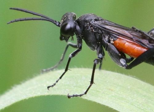 Réf. 253 877 : Macrophya annulata