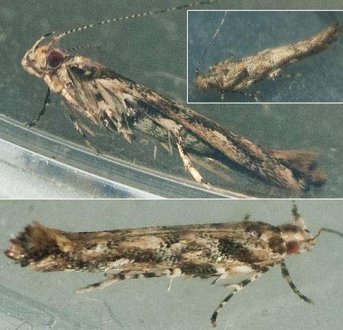 Anatrachyntis badia