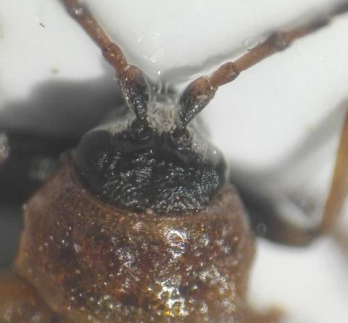 Réf. 253 743 : Galerucinae inconnu