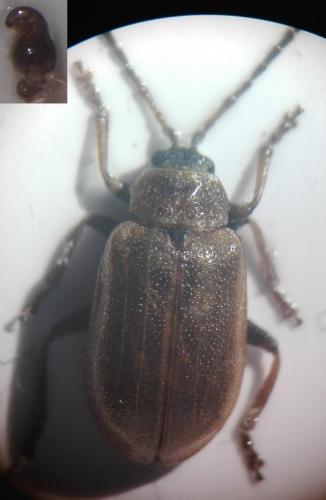 Réf. 253 742 : Galerucinae inconnu