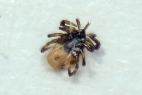 Ixodes ricinus