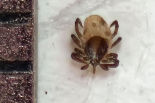Ixodes ricinus