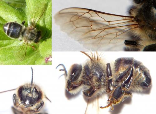 Réf. 253 315 : Apis mellifera