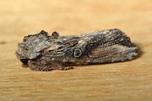 Egira conspicillaris