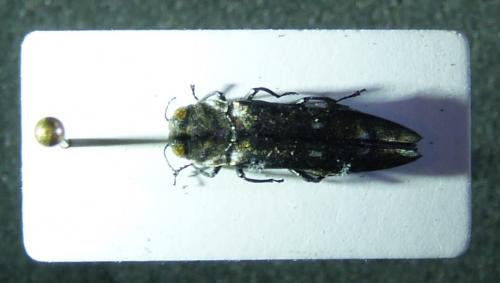 Réf. 253 805 : Agrilus ater