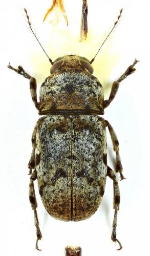 Réf. 253 631 : Corrhecerus aequalis