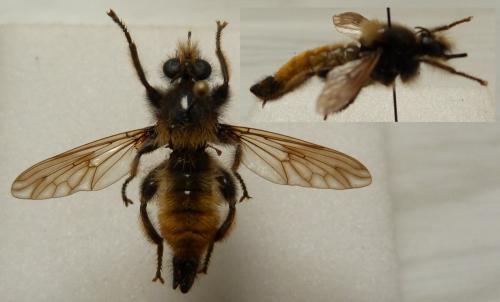 Réf. 253 688 : Laphria flava