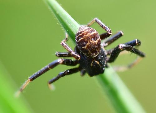 Xysticus sp.