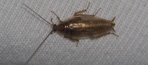 Ectobius vittiventris