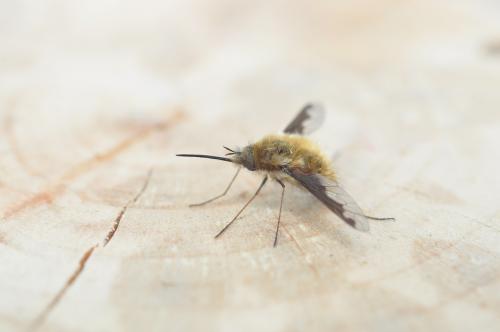 Bombylius major