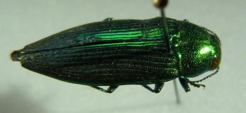 Réf. 253 683 : Eurythyrea micans