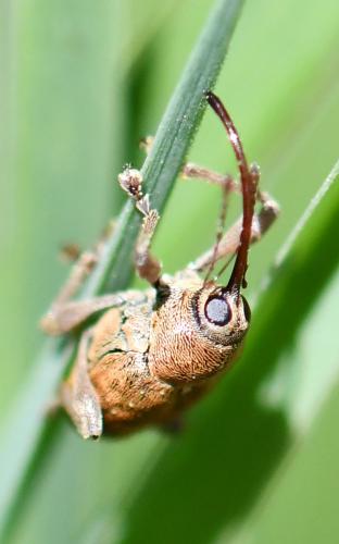 Réf. 253 547 : Curculio sp.