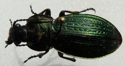 Carabus monilis