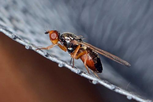 Chamaepsila sp.