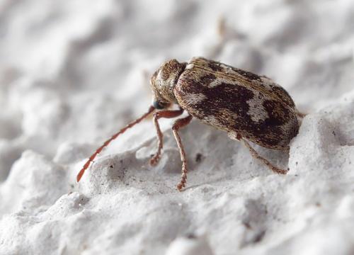 Réf. 253 862 : Ptinomorphus imperialis
