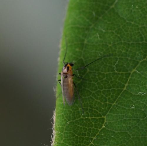 Réf. 253 856 : Cricotopus sp.