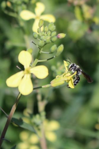 Réf. 253 473 : Andrena sp.