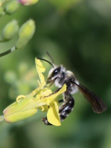 Réf. 253 477 : Andrena sp.