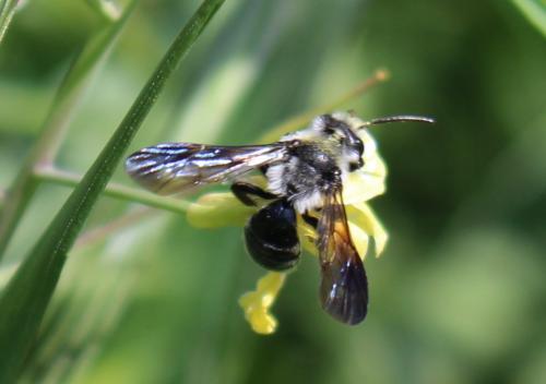 Andrena sp.