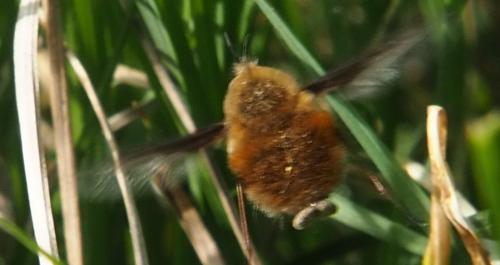 Bombylius major