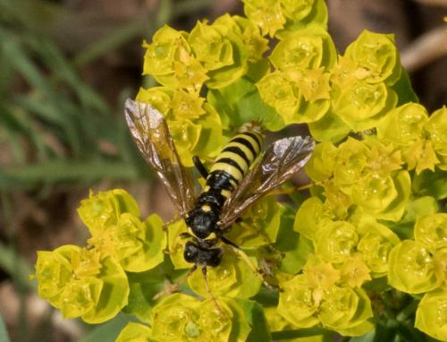 Cephaledo meridiana