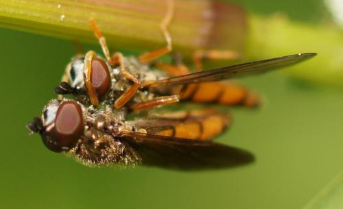 Platycheirus fulviventris