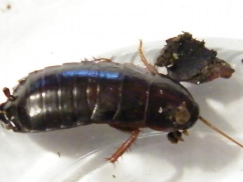 Réf. 253 803 : Blatta orientalis