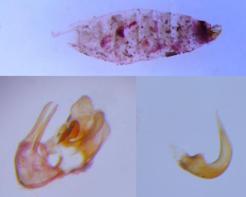 Réf. 253 309 : Pancalia schwarzella