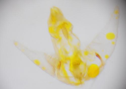 Réf. 253 694 : Agonopterix purpurea