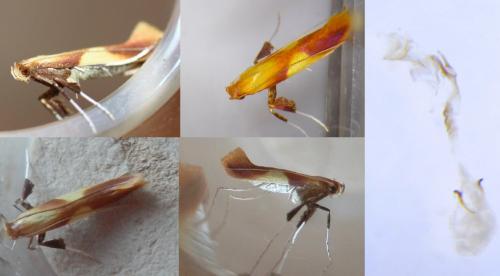 Réf. 253 892 : Caloptilia robustella