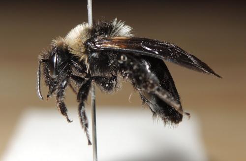 Andrena barbareae
