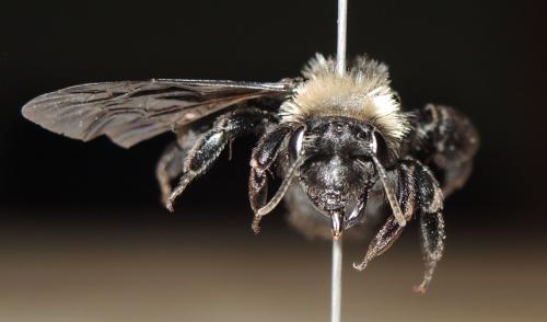 Andrena barbareae